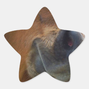 PaasBunny en bruin paard Ster Sticker