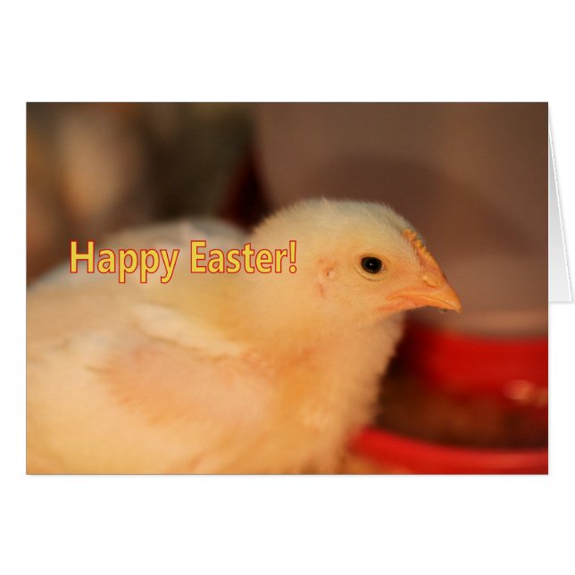 Paaschick (Voorkant Horizontaal)