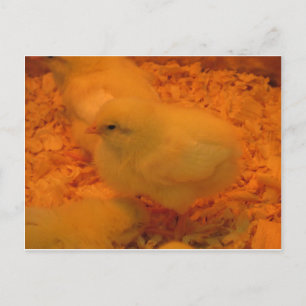 Paaschick Feestdagenkaart