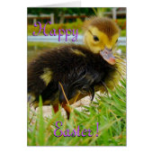 paaschick I (Voorkant)