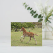 Paaseiland o.b.a. Rapa Nui Briefkaart (Staand voorkant)