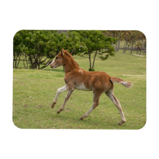 Paaseiland o.b.a. Rapa Nui Magneet (Horizontaal)