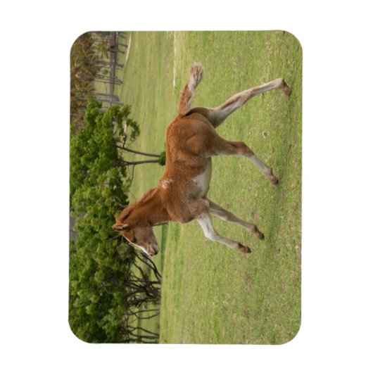 Paaseiland o.b.a. Rapa Nui Magneet (Verticaal)