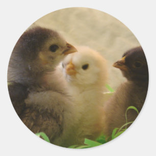 Paaskippen Ronde Sticker
