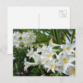 Paaslelie [Briefkaart] ポ ト カ ド ス Briefkaart (Voorkant / Achterkant)