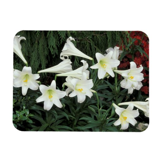 Paaslelie (Lilium regale) Magneet (Horizontaal)