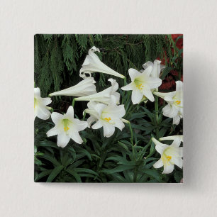 Paaslelie (Lilium regale) Vierkante Button 5,1 Cm