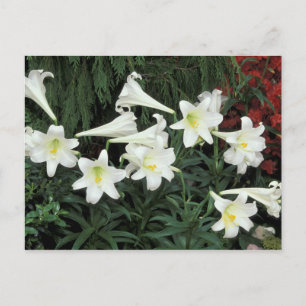 PaasLily (Lilium regale) Feestdagenkaart