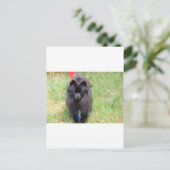 Pablo de Pommeren Briefkaart (Staand voorkant)