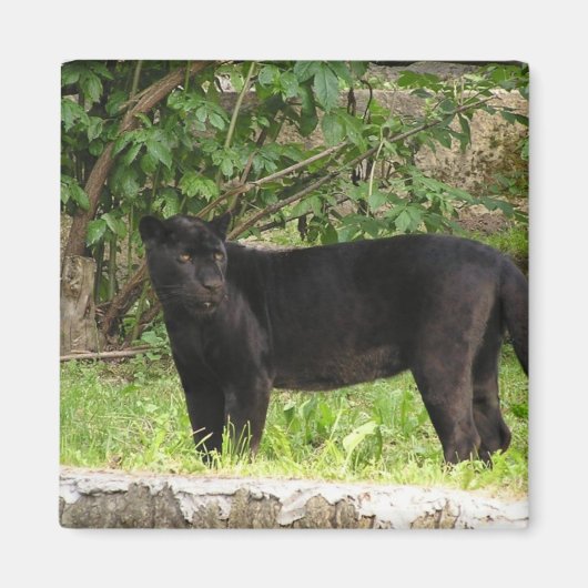 Pacer le aimant de la panthère (Devant)