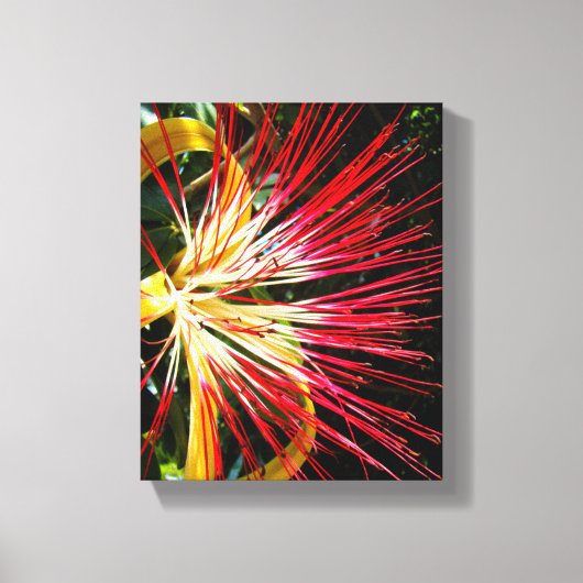 Pachira Aquatica Canvas Afdruk (Voorkant)