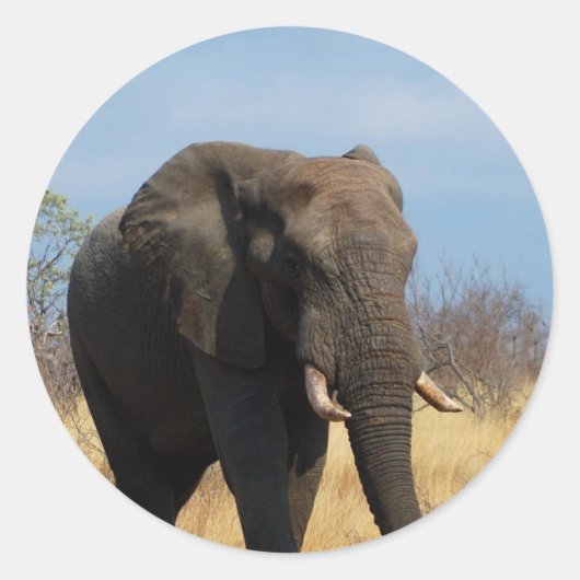 Pachyderm Stickers (Voorkant)
