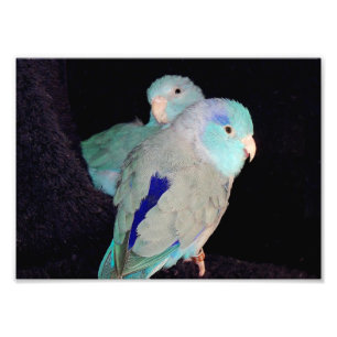 Pacific Blue Parrotlet Tortelduifjes Portret Foto Afdruk