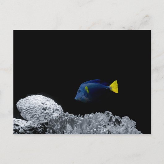 Pacific Blue Tang Briefkaart (Voorkant)