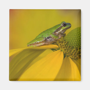 Pacific boomkikker op bloemen in onze tuin magneet