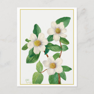 Pacific Dogwood  Botanische Illustratie Briefkaart