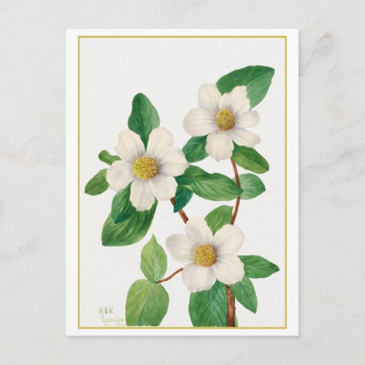 Pacific Dogwood  Botanische Illustratie Briefkaart (Voorkant)