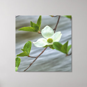Pacific Dogwood Canvas Afdruk