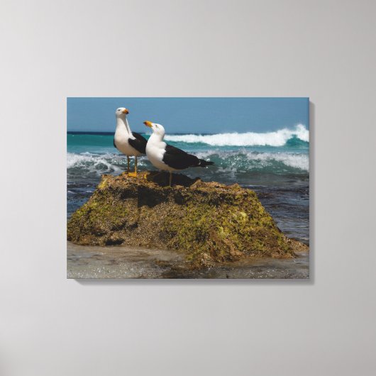 Pacific Gull Vogel Strand Oceaanlandschap Australi Canvas Afdruk (Voorkant)