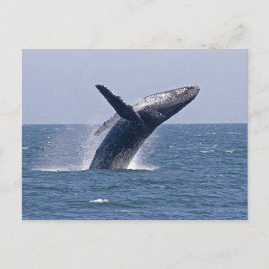 Pacific Humpback Whale... Briefkaart (Voorkant)