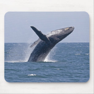 Pacific Humpback Whale... Muismat