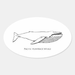 Pacific Humpback Whale Ovale Sticker