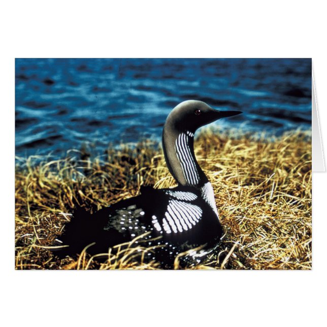 Pacific Loon (Voorkant Horizontaal)