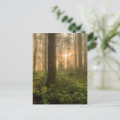 Pacific Northwest Forest | Foggy Morning Briefkaart (Staand voorkant)