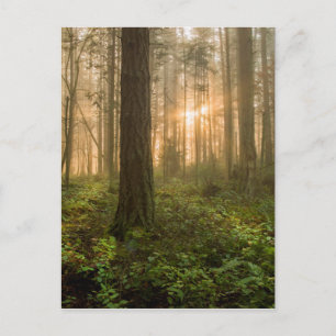 Pacific Northwest Forest   Foggy Morning Briefkaart