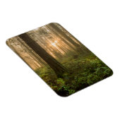 Pacific Northwest Forest | Foggy Morning Magneet (Rechterzijde)