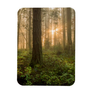 Pacific Northwest Forest Foggy Morning Magneet
