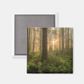 Pacific Northwest Forest | Foggy Morning Magneet (Voorkant / Achterkant)