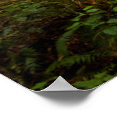 Pacific Northwest Forest | Foggy Morning Poster (Hoek)