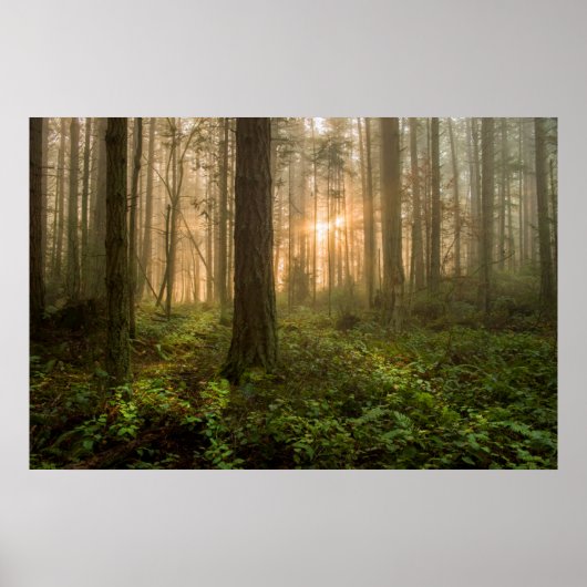 Pacific Northwest Forest | Foggy Morning Poster (Voorkant)