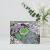 Pacific Northwest Tidepool with Green Anenomes Briefkaart (Staand voorkant)