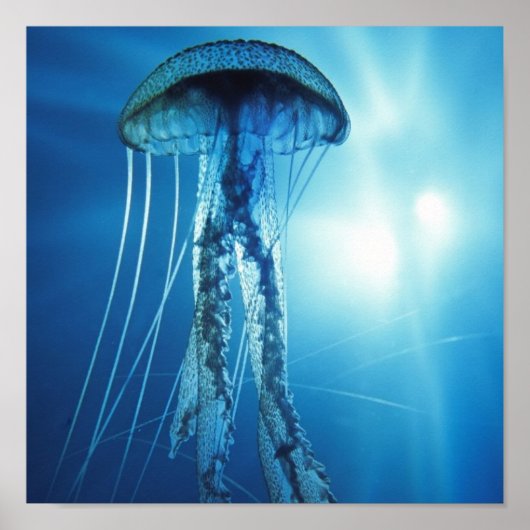 Pacific_Ocean_Jellyfish Poster (Voorkant)