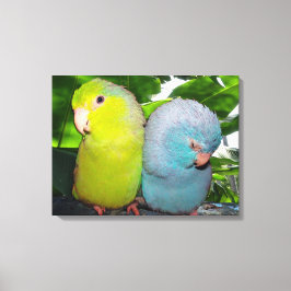 Pacific Parrotlets Amazon Oerwoud verpakt Canvas