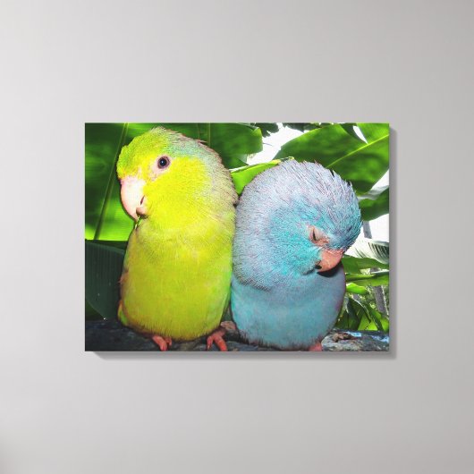 Pacific Parrotlets Amazon Oerwoud verpakt Canvas (Voorkant)
