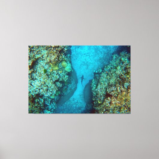 PACIFIC REEF HAAI 40x60 Canvas Afdruk (Voorkant)