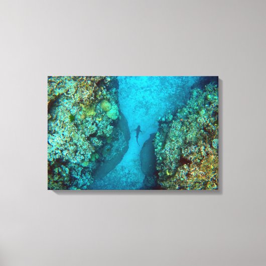 PACIFIC REEF SHARK 16x24 Canvas Afdruk (Voorkant)