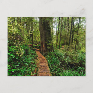 Pacific Rim National Park, op een regenachtige her Briefkaart