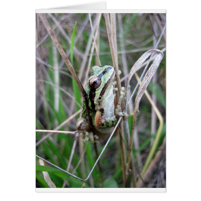 Pacific Treefrog of Chorus Frog (Voorkant)