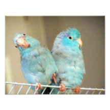 Pacifif Parrotlets Love Bird Companies Foto Art