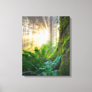 Pacifisch kustbos, Oregon Canvas Afdruk