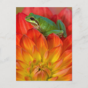 Pacifische boomkikker op bloemen briefkaart