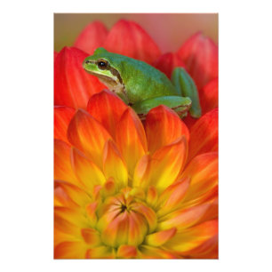 Pacifische boomkikker op bloemen foto afdruk