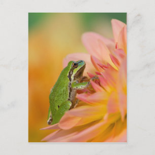 Pacifische boomkikker op bloemen in onze tuin, 2 briefkaart