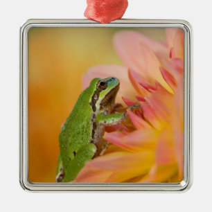Pacifische boomkikker op bloemen in onze tuin, 2 metalen ornament