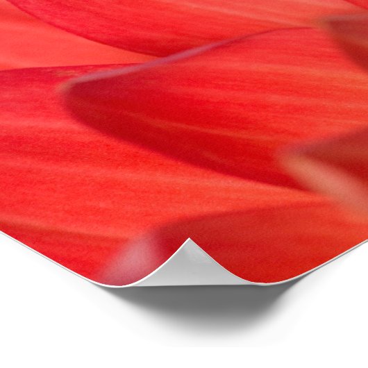 Pacifische boomkikker op bloemen in onze tuin, 3 poster (Hoek)