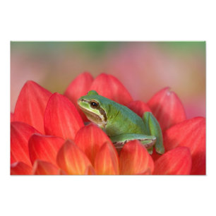 Pacifische boomkikker op bloemen in onze tuin foto afdruk